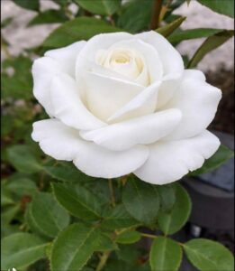 a white rose in a flower pot