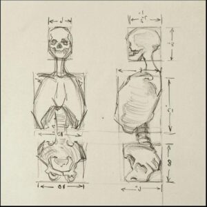 Anatomical Skeleton Study Anatomical Skeleton Study